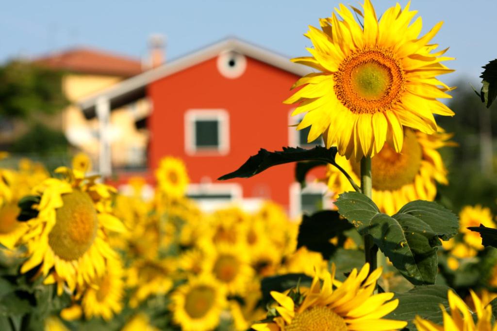 Osimo Bed & Breakfast | b&b DOREMI