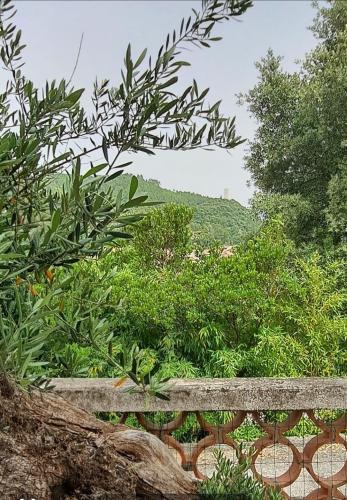 Taradeau Bed & Breakfast | Maison de l'olivier
