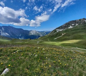 Les Campanules 