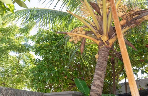 Maafushi Bed & Breakfast | Chao Guesthouse Maafushi - Chao Room 02