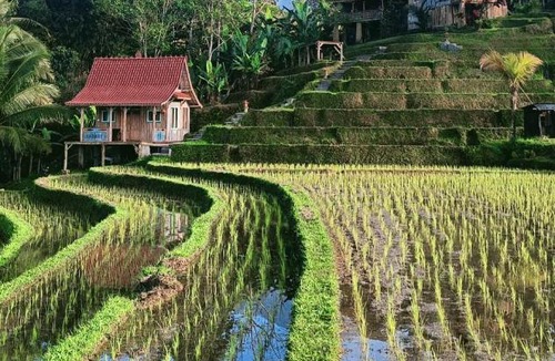 Wongaya Gede House | D'Ume Bendoel Homestay