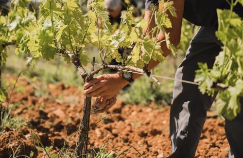 Draguignan Hotel | Domaine Rabiega - Vineyard and Boutique hotel