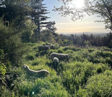 Satillieu House | Domaine Solio - Gite confort, nature, animaux
