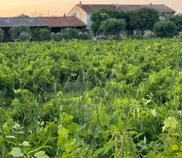 Jonquerettes Villa | Farm House