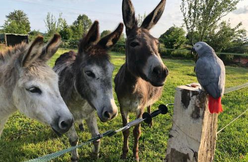 Pouligny-Notre-Dame House | Maison de charme en Berry près d'un golf & spa, jardin d'hiver, vélos, animaux bienvenus - tout inclus - FR-1-591-332