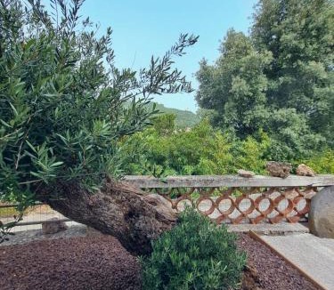 Taradeau Bed & Breakfast | Maison de l'olivier