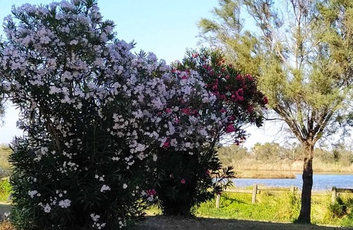 Saint-Aygulf House | Mobile Home for 5 people in a 4-star campsite by the beach