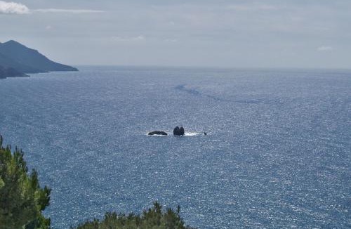 Parelia Apartment | Studio Apartments with large swimming pool and Sea view at Pelekas Beach, Corfu
