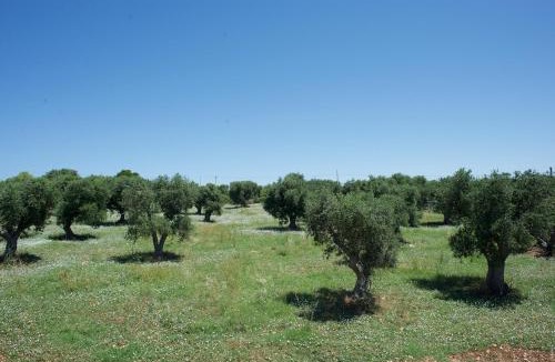 Cisternino House | Trullo Maddy