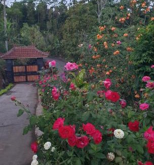 Pupuan Other | Villa Pondok Dauh Saba