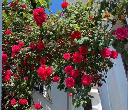 Διαμέρισμα Αγγελική