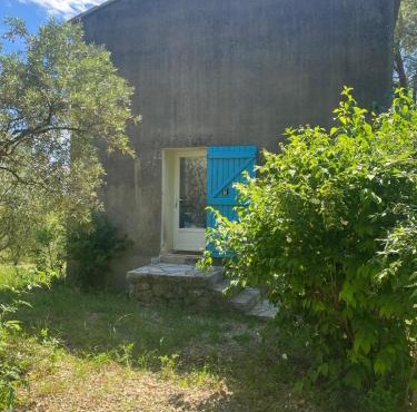 Au coeur de l'oliveraie