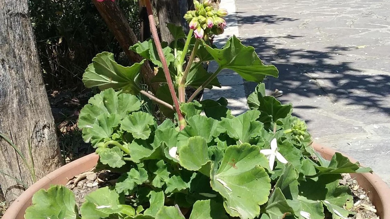 Photo of Outdoor in Altavilla Silentina
