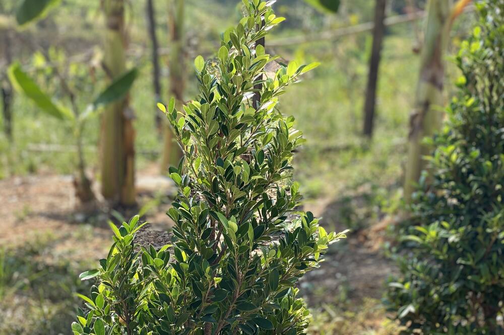Photo of Outdoor in Ko Yao