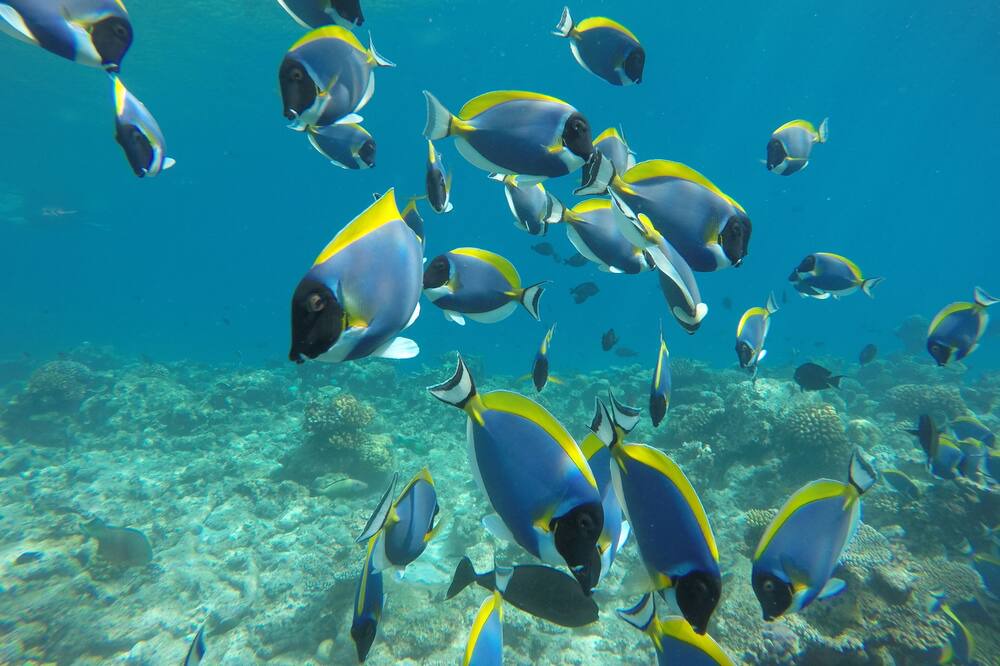 Photo of Others in Himmafushi