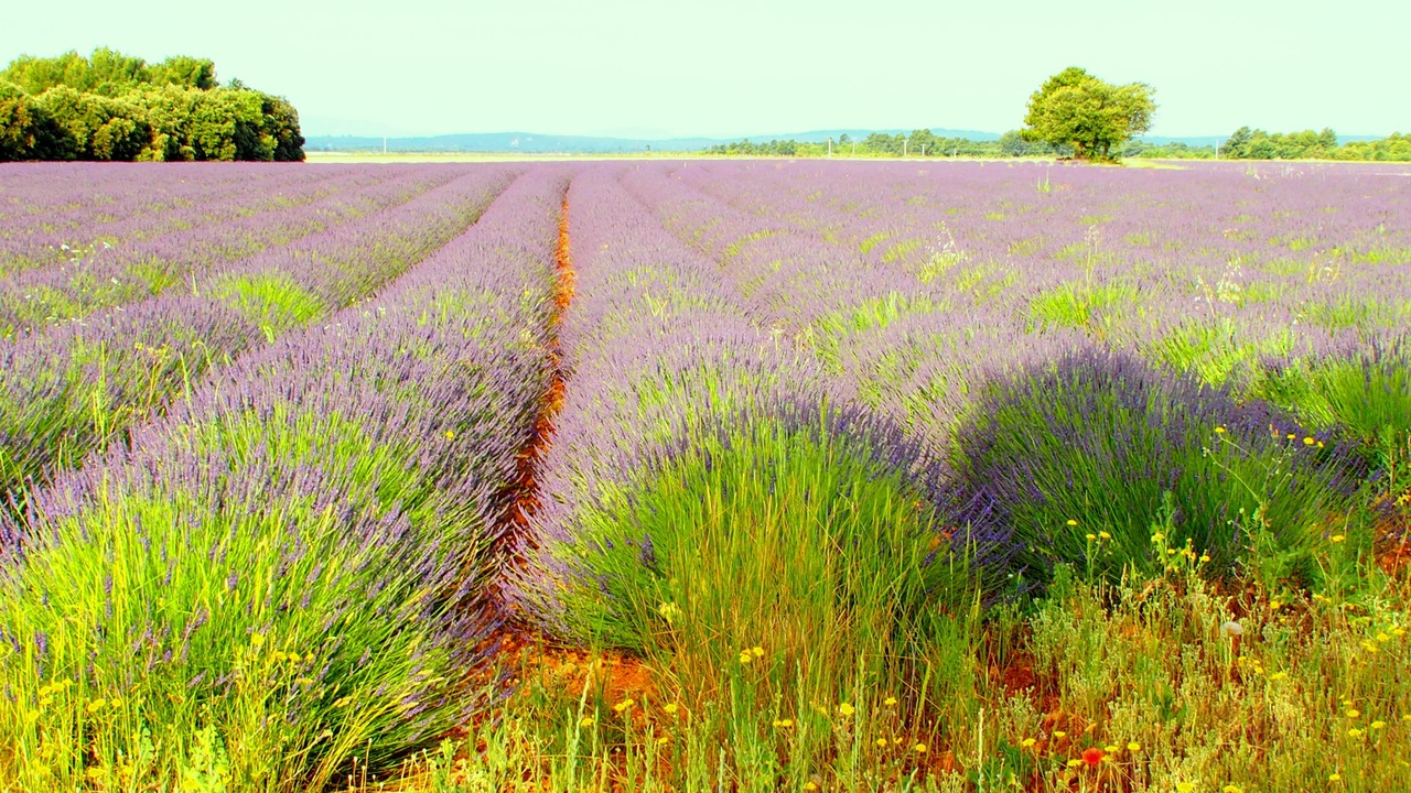 Photo of Outdoor in Saint-Laurent-du-Verdon