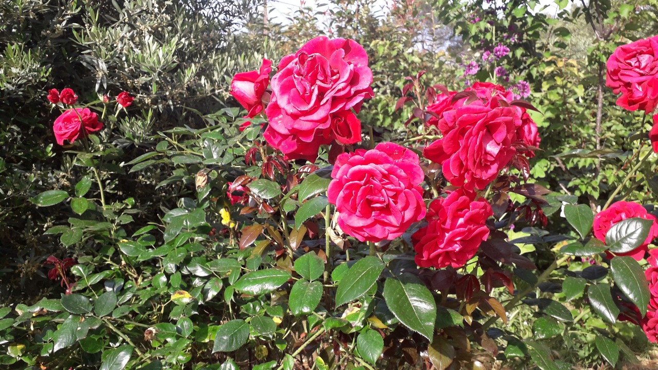 Photo of Outdoor in Lorgues