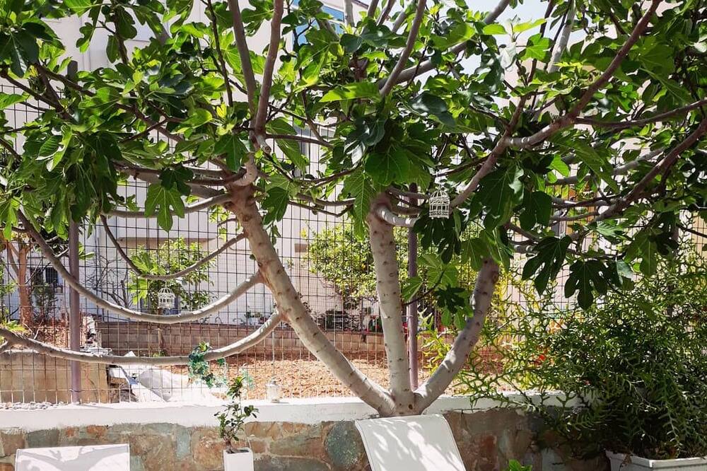 Photo of Patio Balcony in Pigianos Kampos