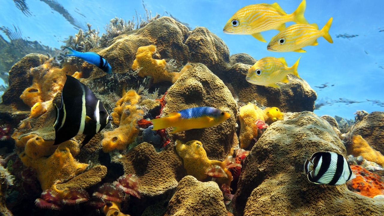 Photo of Outdoor in Mammee Bay