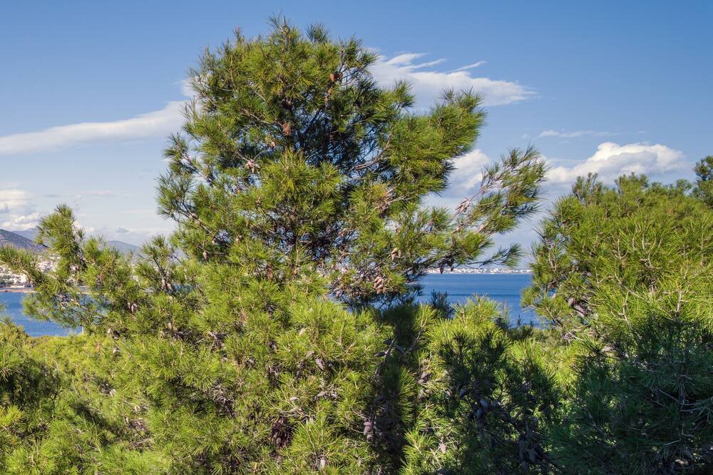 Photo of Outdoor in Markopoulo Mesogaias
