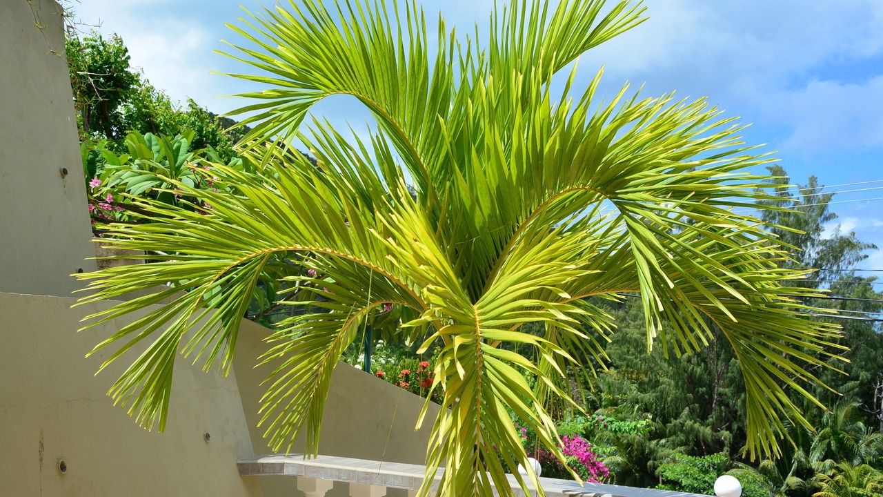 Photo of Patio Balcony in Anse la Blague