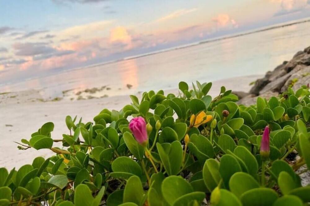 Photo of Others in Hulhumale