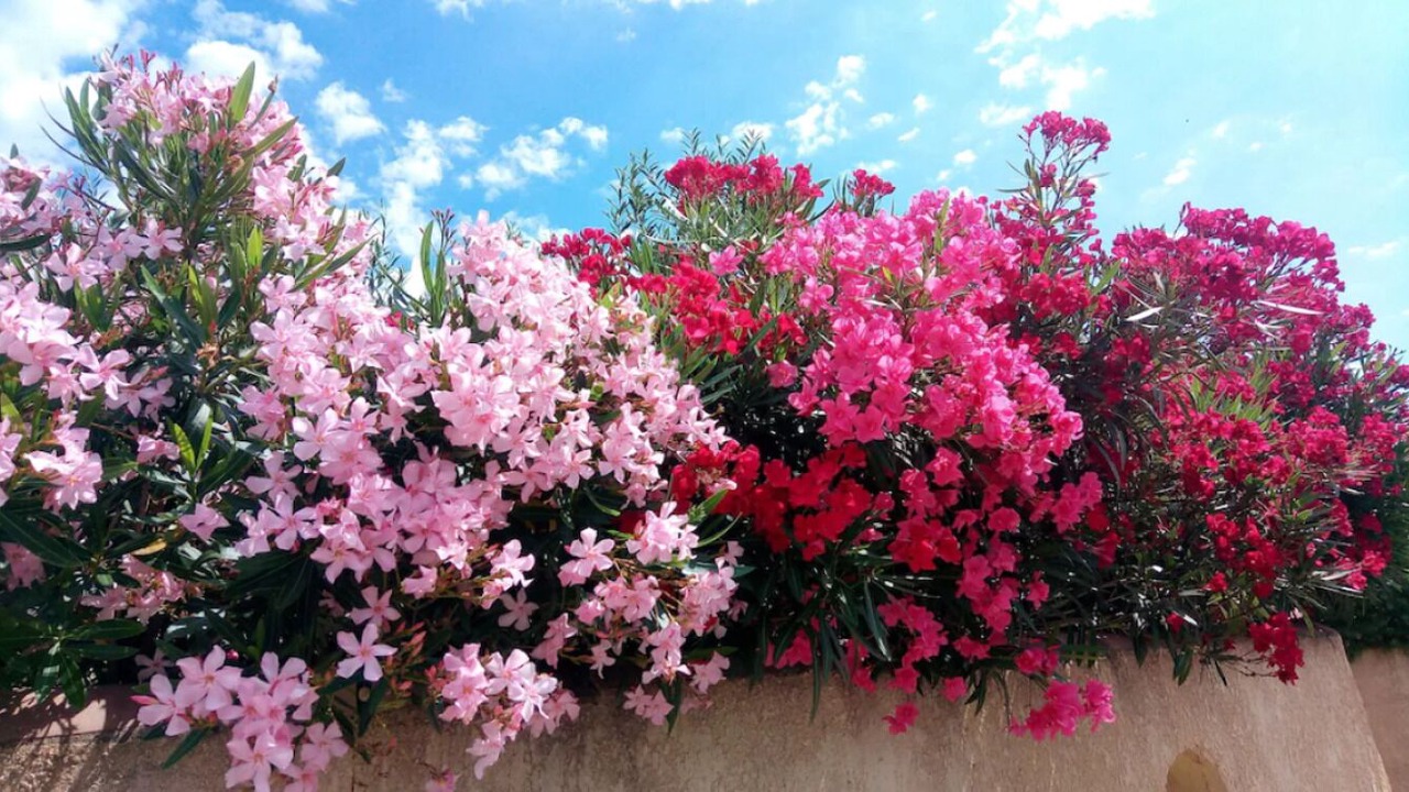 Photo of Outdoor in Saint-Cyr-sur-Mer