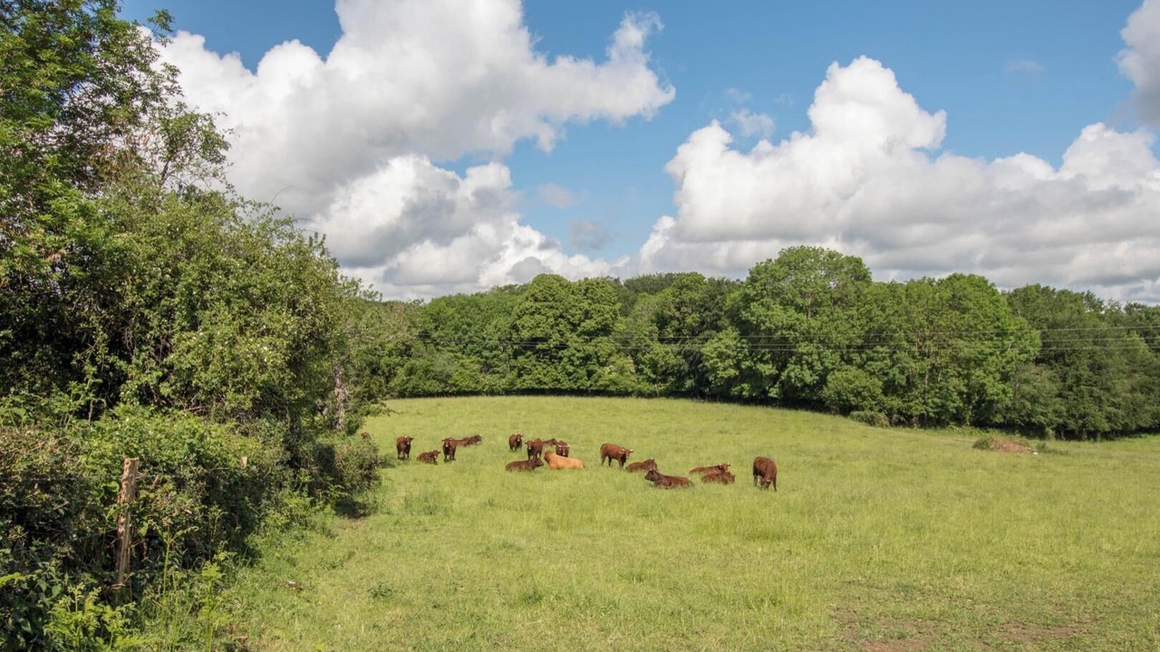 Photo of Others in Virlet