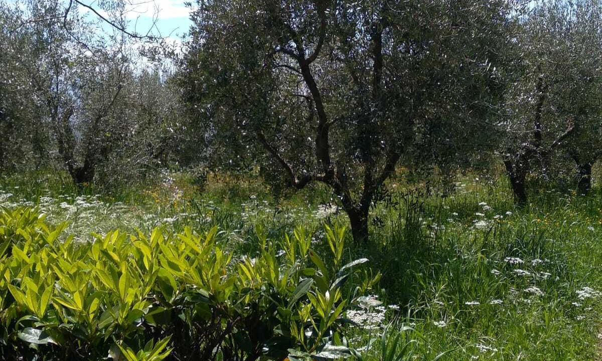 Photo of Others in Senerchia