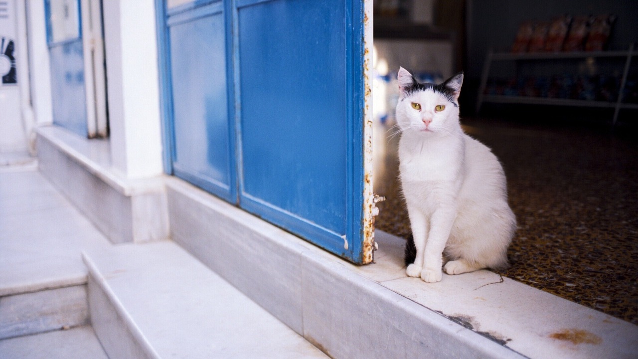 Photo of Others in Imerovigli