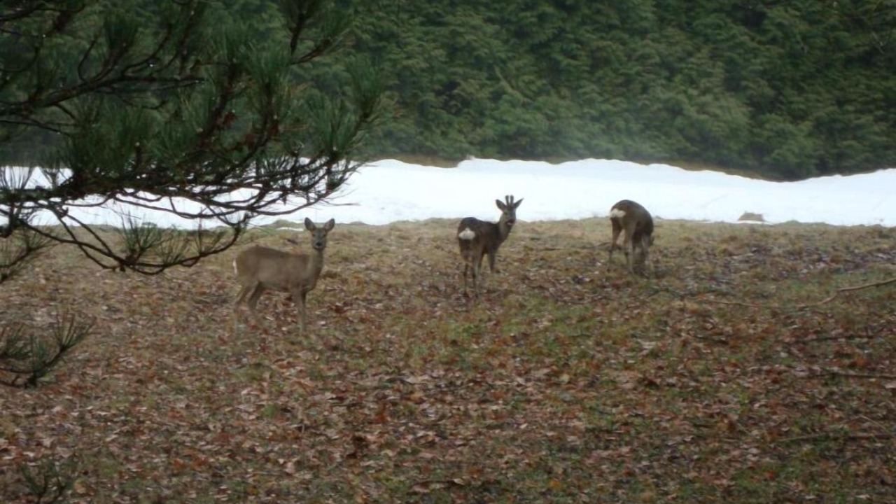 Photo of Others in Saint-Gervais-les-Bains