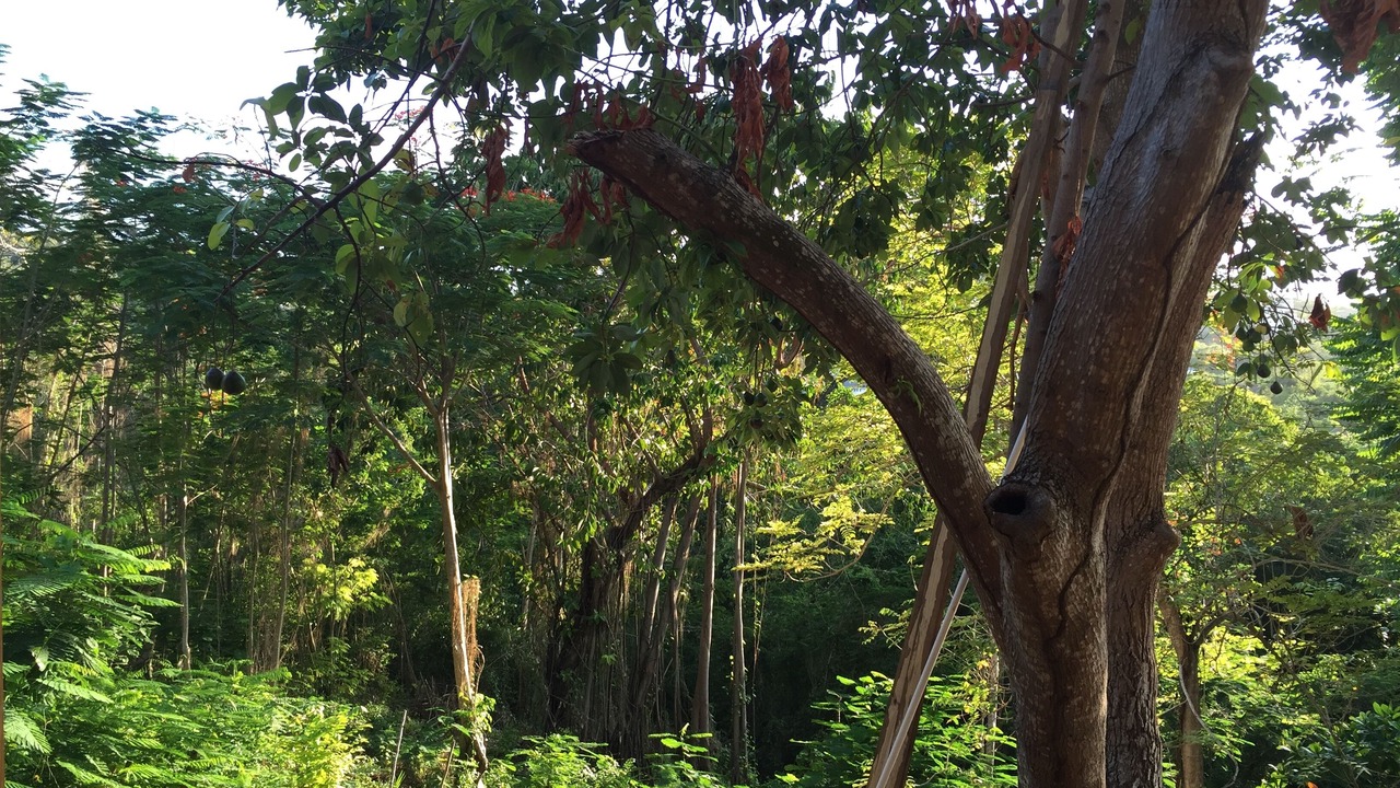 Photo of Outdoor in Runaway Bay