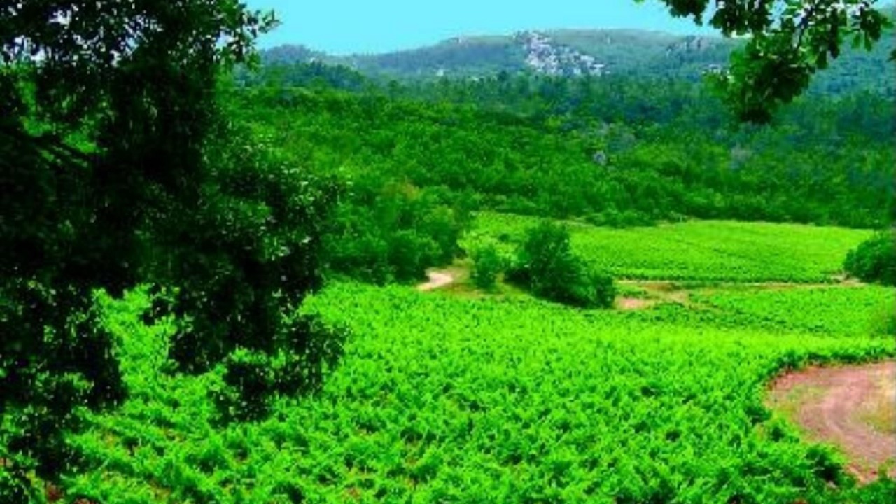 Photo of Outdoor in Signes