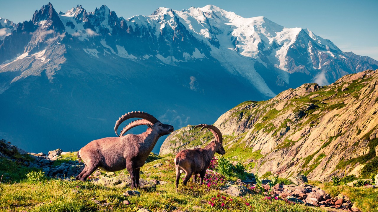 Photo of Others in Chamonix-Mont-Blanc