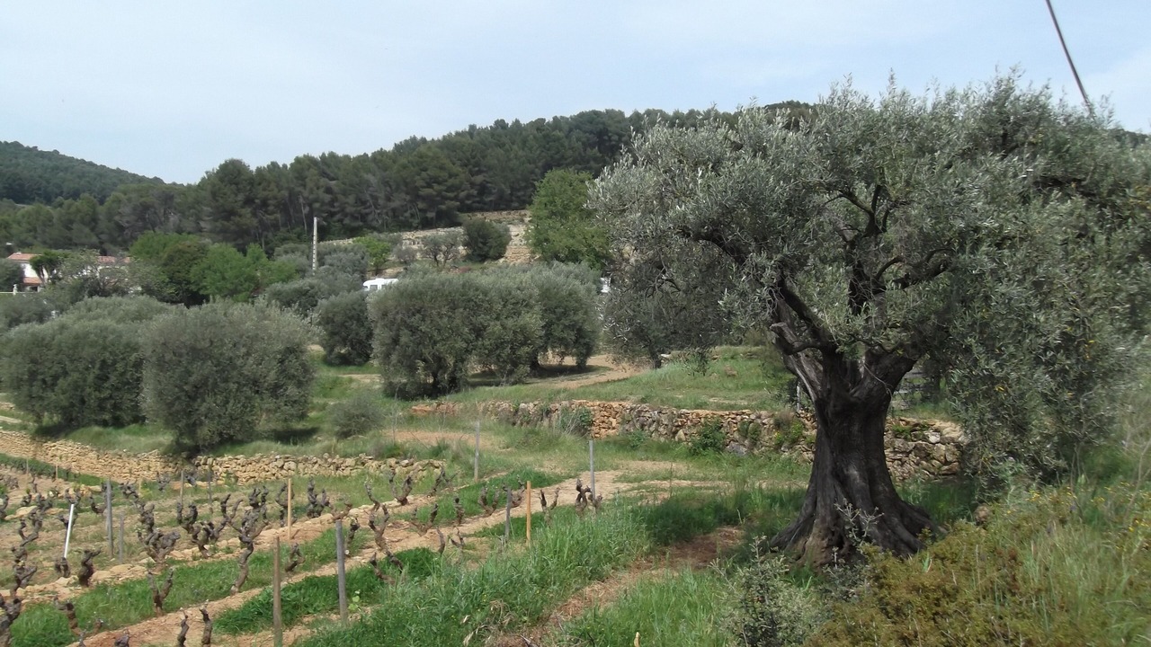 Photo of Outdoor in La Cadiere-d'Azur