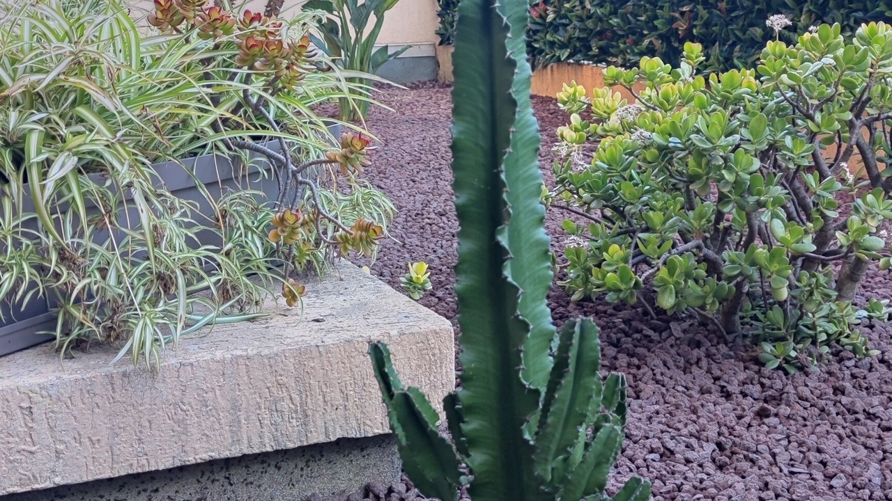 Photo of Outdoor in California - Pezou
