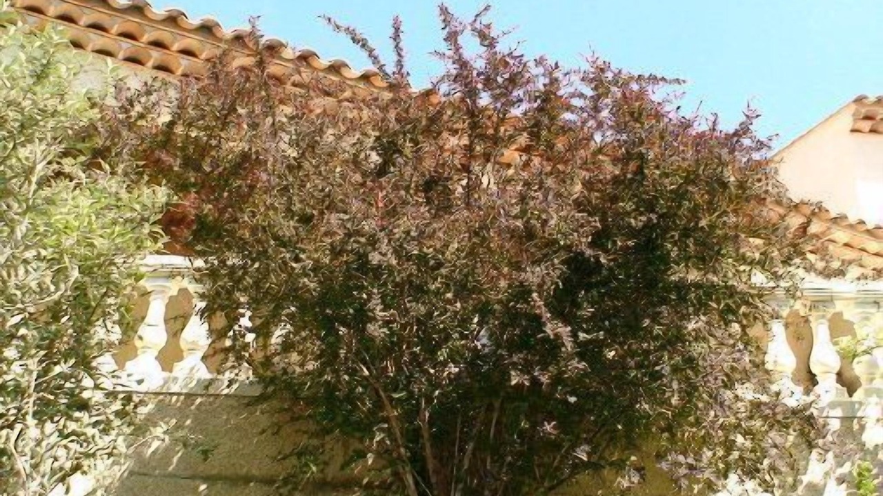 Photo of Outdoor in Cabasse
