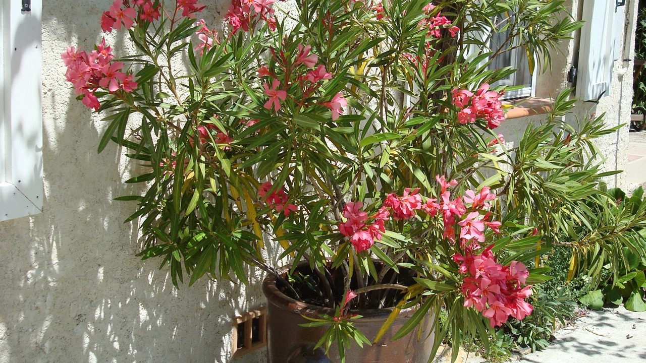 Photo of Outdoor in Cotignac