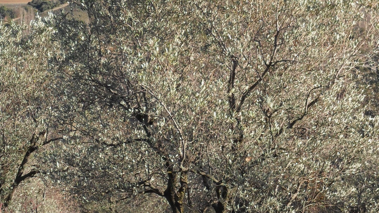 Photo of Outdoor in Mirabel-aux-Baronnies