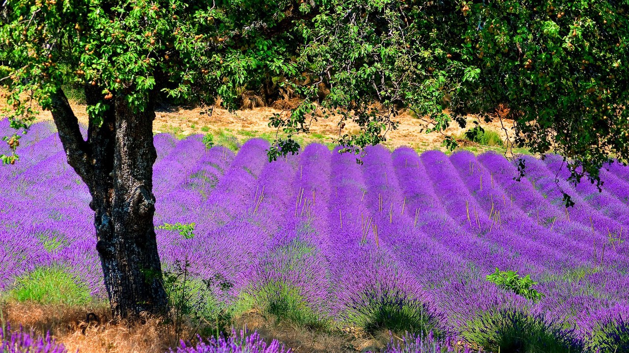 Photo of Outdoor in Sainte-Croix-du-Verdon