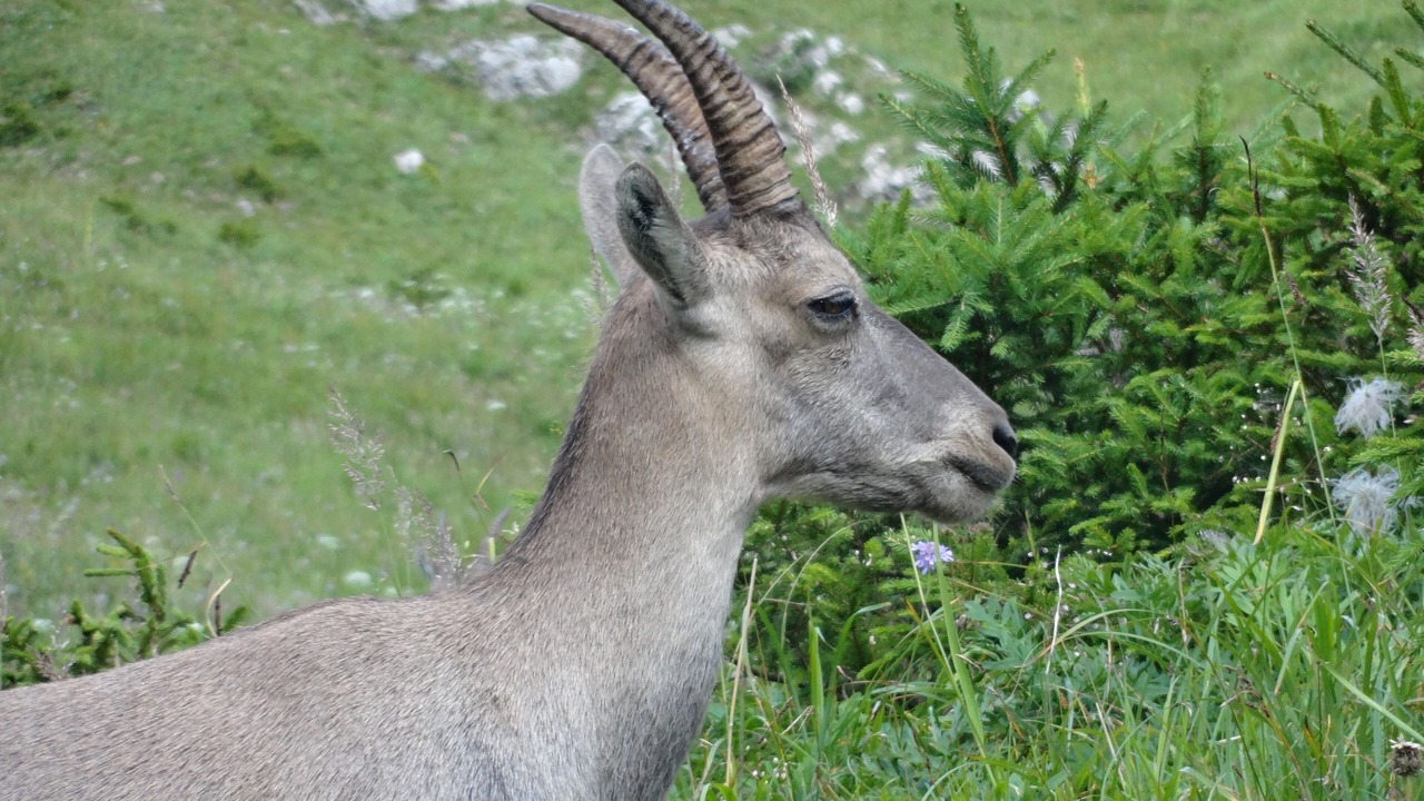Photo of Outdoor in La Chapelle-d'Abondance
