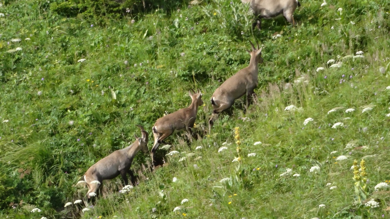 Photo of Others in La Chapelle-d'Abondance