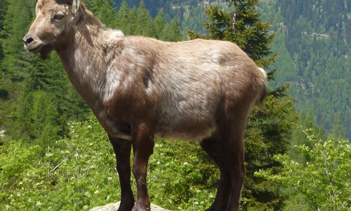 Photo of Others in Vallorcine