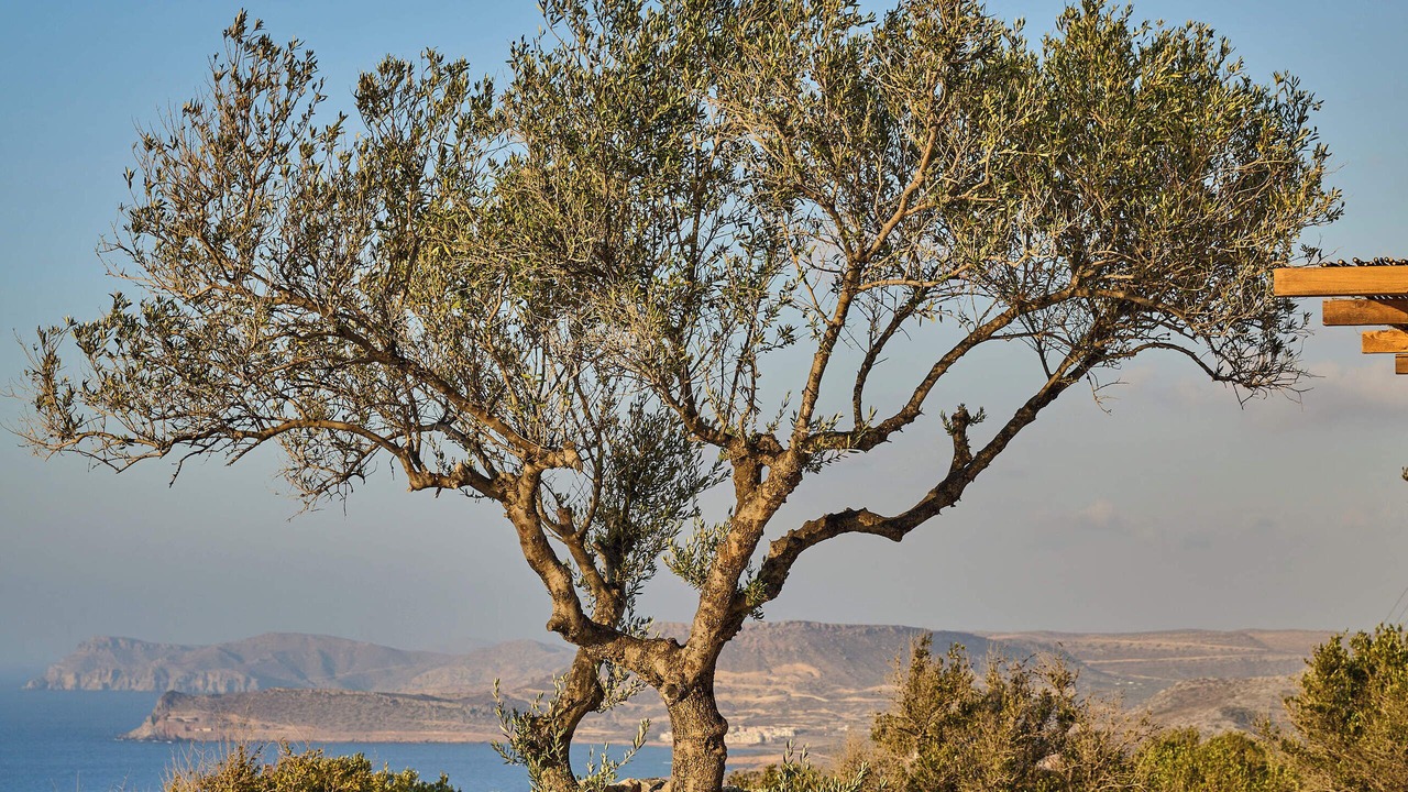 Photo of Others in Sitia