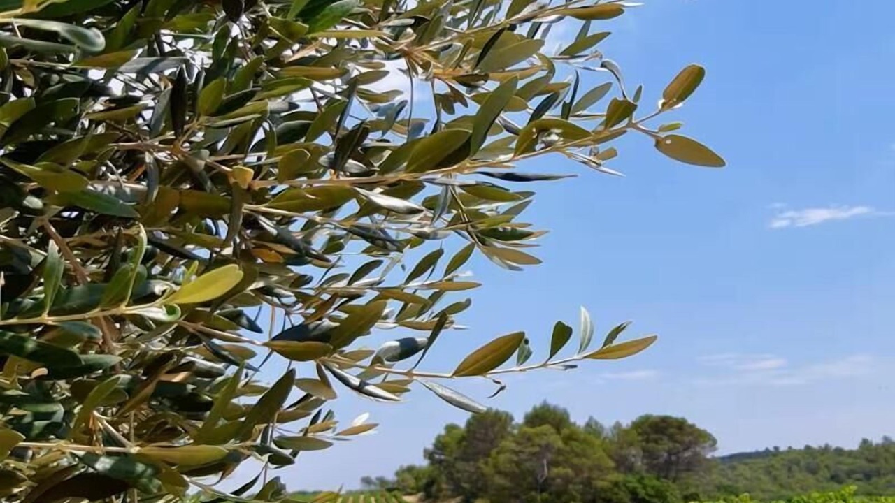 Photo of Outdoor in Le Cannet-des-Maures