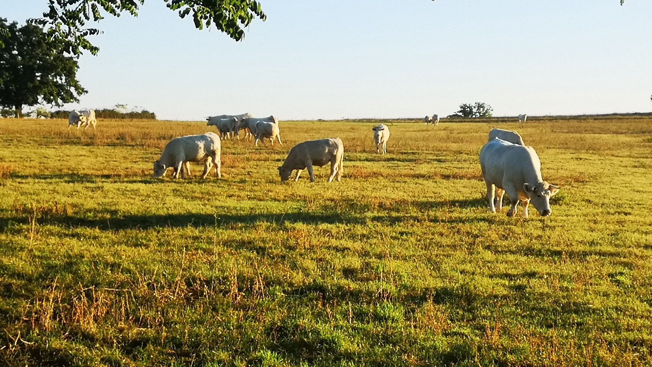 Photo of Others in Coust