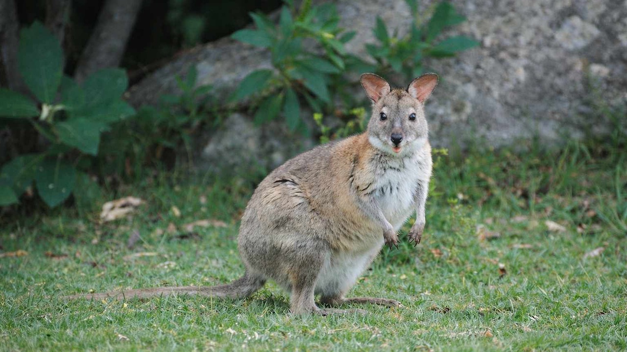 Photo of Others in Runaway Bay