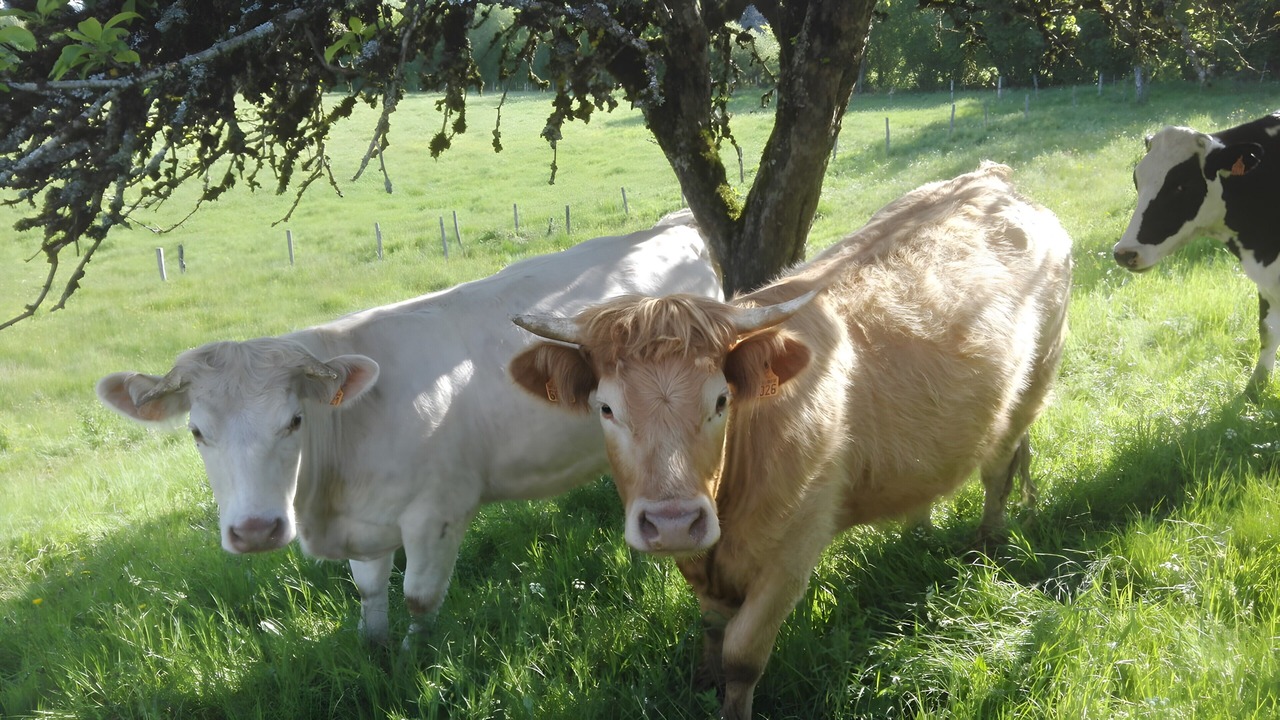 Photo of Others in Aveze