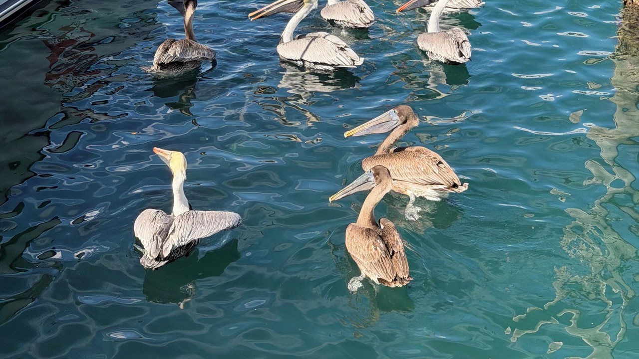 Photo of Others in North Miami