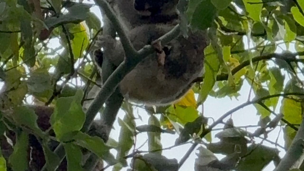 Photo of Others in Burleigh Heads